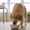 How to Encourage Your Puppy to Eat Dry Food