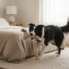 Understanding What is Corn Protein Meal in Dog Food
