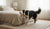Understanding Aggression in Dogs: How Do You Stop Aggressive Behavior in Dogs?