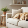 Finding What Is the Best Puppy Dry Food for Healthy Growth