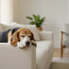 How to Switch Puppy to Adult Food for Long-Term Health