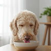 Can I Feed Adult Food to Puppy? What Owners Need to Know