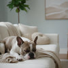 When Can Puppies Eat Solid Dry Food? A Complete Guide
