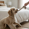 Which Dog Food is Best for Skin Allergies: A Comprehensive Guide