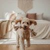 What Can I Mix With Puppy Dry Food for Better Meals