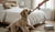 How Long Can Canned Dog Food Stay in the Refrigerator? A Comprehensive Guide-141520994543