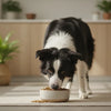 How Do You Correct Unwanted Behaviors in a Dog: A Comprehensive Guide for Pet Owners