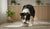 Can Puppies Just Have Dry Food? A Guide to Feeding Success