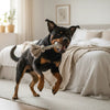When Can I Start Giving My Puppy Adult Food? A Guide to the Transition