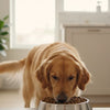 How to Change a Puppy's Dry Food Safely: A Stress-Free Guide
