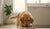 How to Change a Puppy's Dry Food Safely: A Stress-Free Guide