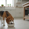 When to Give a Puppy Adult Food: The Complete Timing Guide