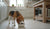 When to Give a Puppy Adult Food: The Complete Timing Guide
