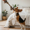 When Should You Start Feeding Your Dog Adult Food?
