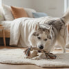 Should Puppies Eat Dry Food or Wet Food