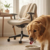 What is the Best High Protein Dry Dog Food? A Comprehensive Guide
