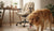 What is the Best High Protein Dry Dog Food? A Comprehensive Guide