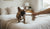 How Do I Correct My Dog's Aggressive Behavior?