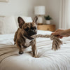 Why Can't Puppies Eat Adult Food? The Essential Feeding Guide