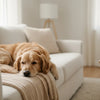 When Should Puppies Be Eating Dry Food?
