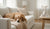 When to Switch Dog to Senior Food: A Comprehensive Guide for Caring Pet Owners-141526171887