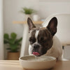 When Should Puppies Be on Dry Food: A Guide to the Transition