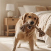 When to Switch Puppy Food to Adult for Lifelong Health