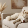 What's the Difference Between Puppy Food and Adult Food?