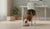 When to Start Feeding Your Puppy Adult Food: The Complete Guide-141704823023
