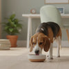 When Can You Start Feeding Puppies Dry Food?
