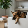 When Can Puppies Move to Adult Food