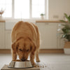 How Soon Can a Puppy Eat Dry Food: A Guide to the Transition