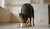 When Do Puppies Switch to Adult Food for Long-Term Health