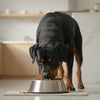 When to Start Giving Puppy Adult Food