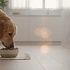 Can I Mix Wet and Dry Food for My Puppy?