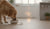 Can I Mix Wet and Dry Food for My Puppy?