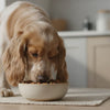 When Can You Switch Your Puppy to Adult Food
