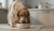 What is the Best Wet Food for Puppy? A Comprehensive Guide for Pet Parents