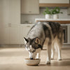 Can I Feed My Puppy Dry Food?