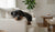 Should Puppies Have Dry or Wet Food?