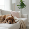 Can a Puppy Eat Adult Food? What Owners Need to Know