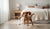 When to Switch from Puppy to Adult Food: Your Complete Guide