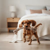 When Can Puppies Go to Adult Food