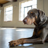 My Dog Ate Nutella: What Should I Do?