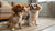 Navigating Boston Terrier Health Problems: What Every Owner Should Know