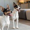 Navigating Brussels Griffon Health Problems: What Every Owner Should Know