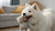 Navigating Cairn Terrier Health Problems: What Every Owner Should Know