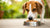 Navigating Canine Diabetes: What Foods Can Diabetic Dogs Eat?-140407177455