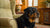 Navigating Dogo Argentino Health Problems: What Every Owner Should Know