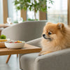 Navigating Home Cooked Meals for Dogs with Allergies: A Thoughtful Approach to Nourishing Your Sensitive Pup